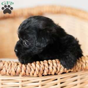 Oliver, Yorkie Poo Puppy