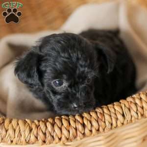 Oliver, Yorkie Poo Puppy