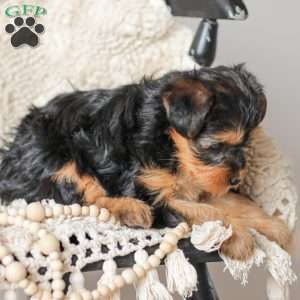 Lucy, Yorkie Poo Puppy