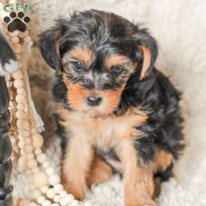 Lucy, Yorkie Poo Puppy