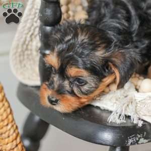 Lucy, Yorkie Poo Puppy