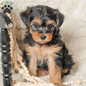 Lucy, Yorkie Poo Puppy