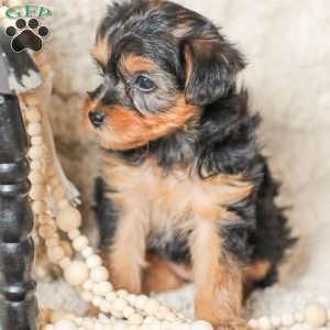 Lucy, Yorkie Poo Puppy