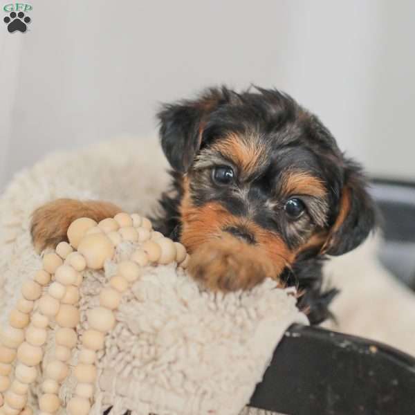 Lucy, Yorkie Poo Puppy