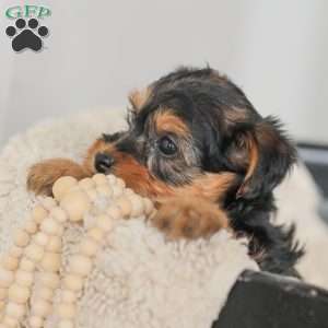 Lucy, Yorkie Poo Puppy