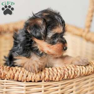 Lucy, Yorkie Poo Puppy