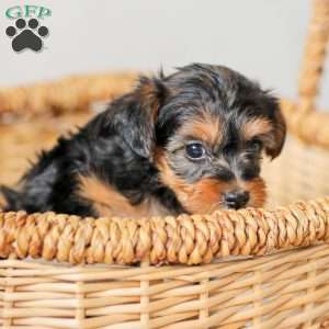 Lucy, Yorkie Poo Puppy