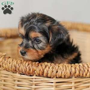 Lucy, Yorkie Poo Puppy