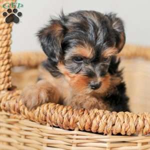 Lucy, Yorkie Poo Puppy