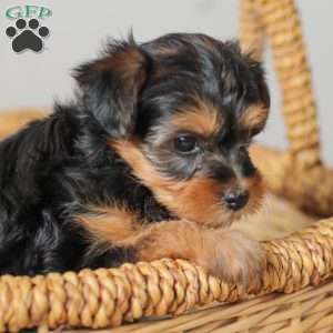 Lucy, Yorkie Poo Puppy