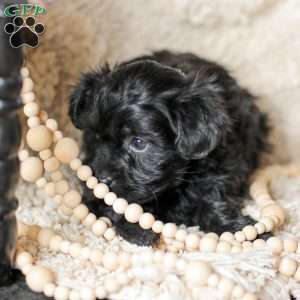 Olivia, Yorkie Poo Puppy