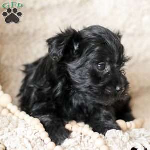 Olivia, Yorkie Poo Puppy