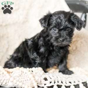 Olivia, Yorkie Poo Puppy