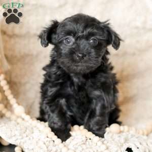 Olivia, Yorkie Poo Puppy