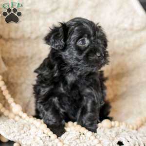 Olivia, Yorkie Poo Puppy