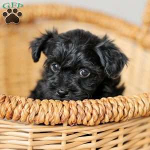 Olivia, Yorkie Poo Puppy