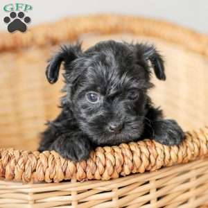 Olivia, Yorkie Poo Puppy