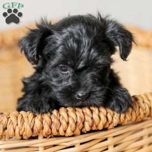 Olivia, Yorkie Poo Puppy