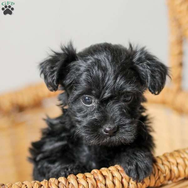 Olivia, Yorkie Poo Puppy