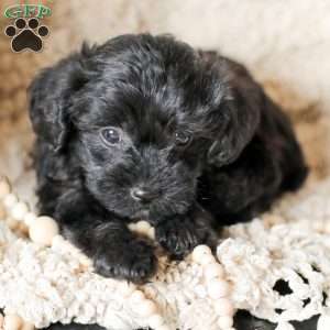 Lilly, Yorkie Poo Puppy