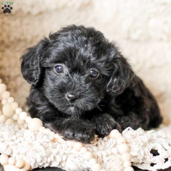 Lilly, Yorkie Poo Puppy