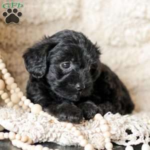 Lilly, Yorkie Poo Puppy