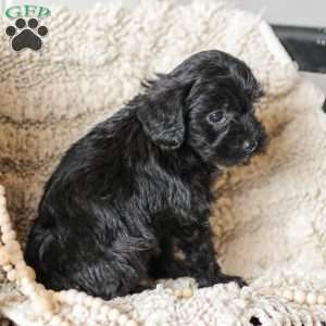 Lilly, Yorkie Poo Puppy