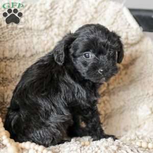 Lilly, Yorkie Poo Puppy