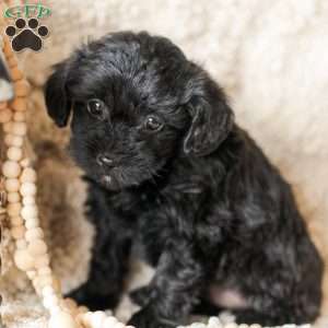 Lilly, Yorkie Poo Puppy