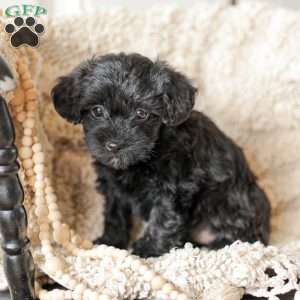 Lilly, Yorkie Poo Puppy