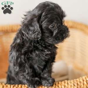 Lilly, Yorkie Poo Puppy