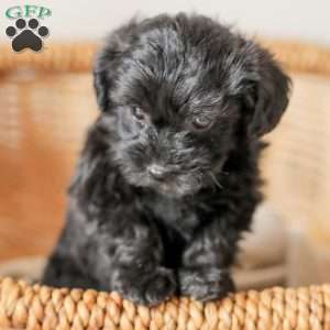 Lilly, Yorkie Poo Puppy