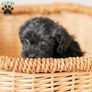 Lilly, Yorkie Poo Puppy