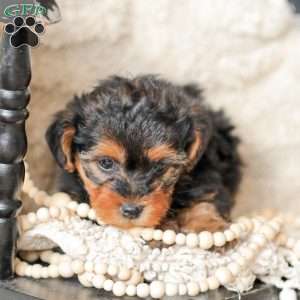 Lyndon, Yorkie Poo Puppy