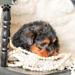 Lyndon, Yorkie Poo Puppy