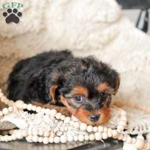 Lyndon, Yorkie Poo Puppy