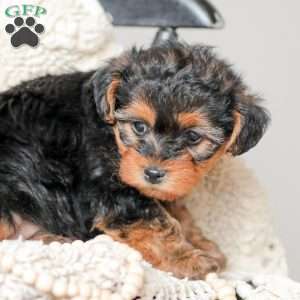 Lyndon, Yorkie Poo Puppy