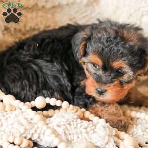 Lyndon, Yorkie Poo Puppy