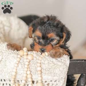 Lyndon, Yorkie Poo Puppy