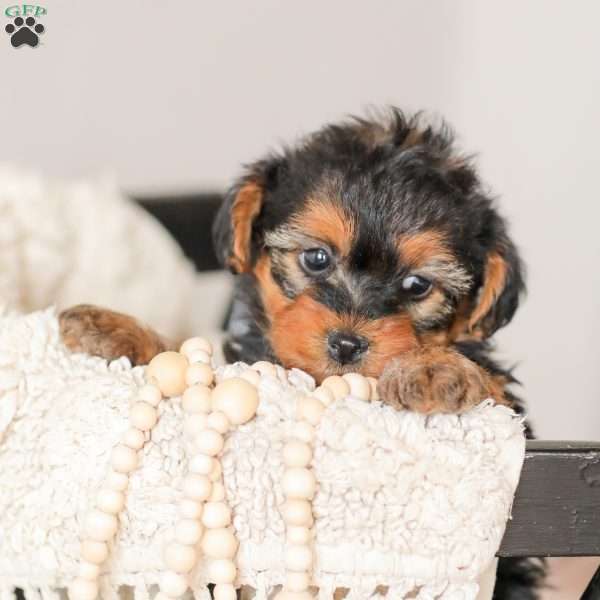 Lyndon, Yorkie Poo Puppy