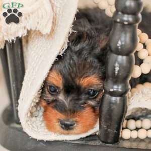 Lyndon, Yorkie Poo Puppy