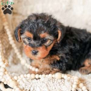 Lyndon, Yorkie Poo Puppy