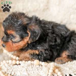 Lyndon, Yorkie Poo Puppy