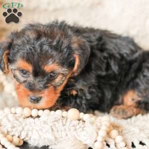 Lyndon, Yorkie Poo Puppy