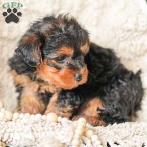 Lyndon, Yorkie Poo Puppy