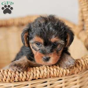 Lyndon, Yorkie Poo Puppy