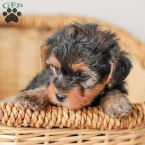 Lyndon, Yorkie Poo Puppy