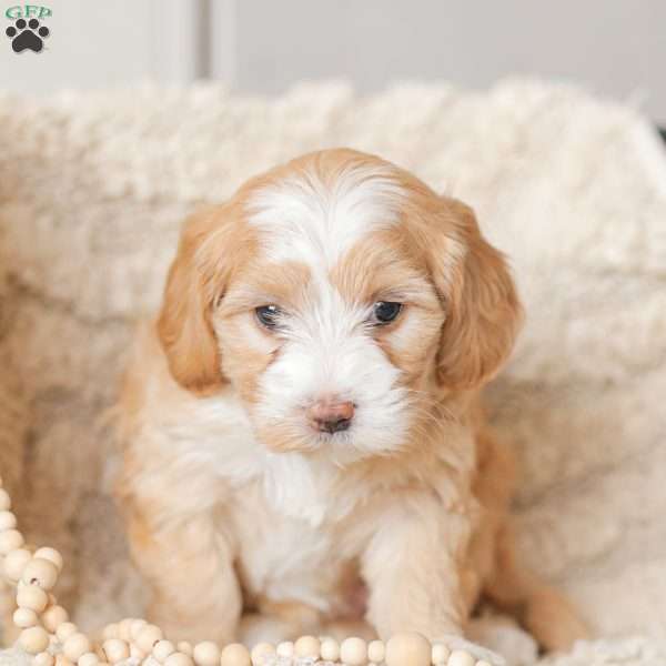 Malissa, Maltipoo Puppy