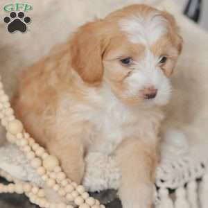 Malissa, Maltipoo Puppy