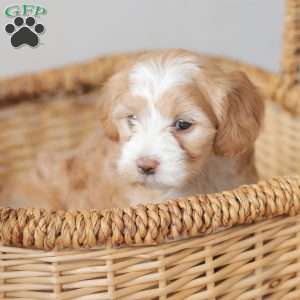 Malissa, Maltipoo Puppy